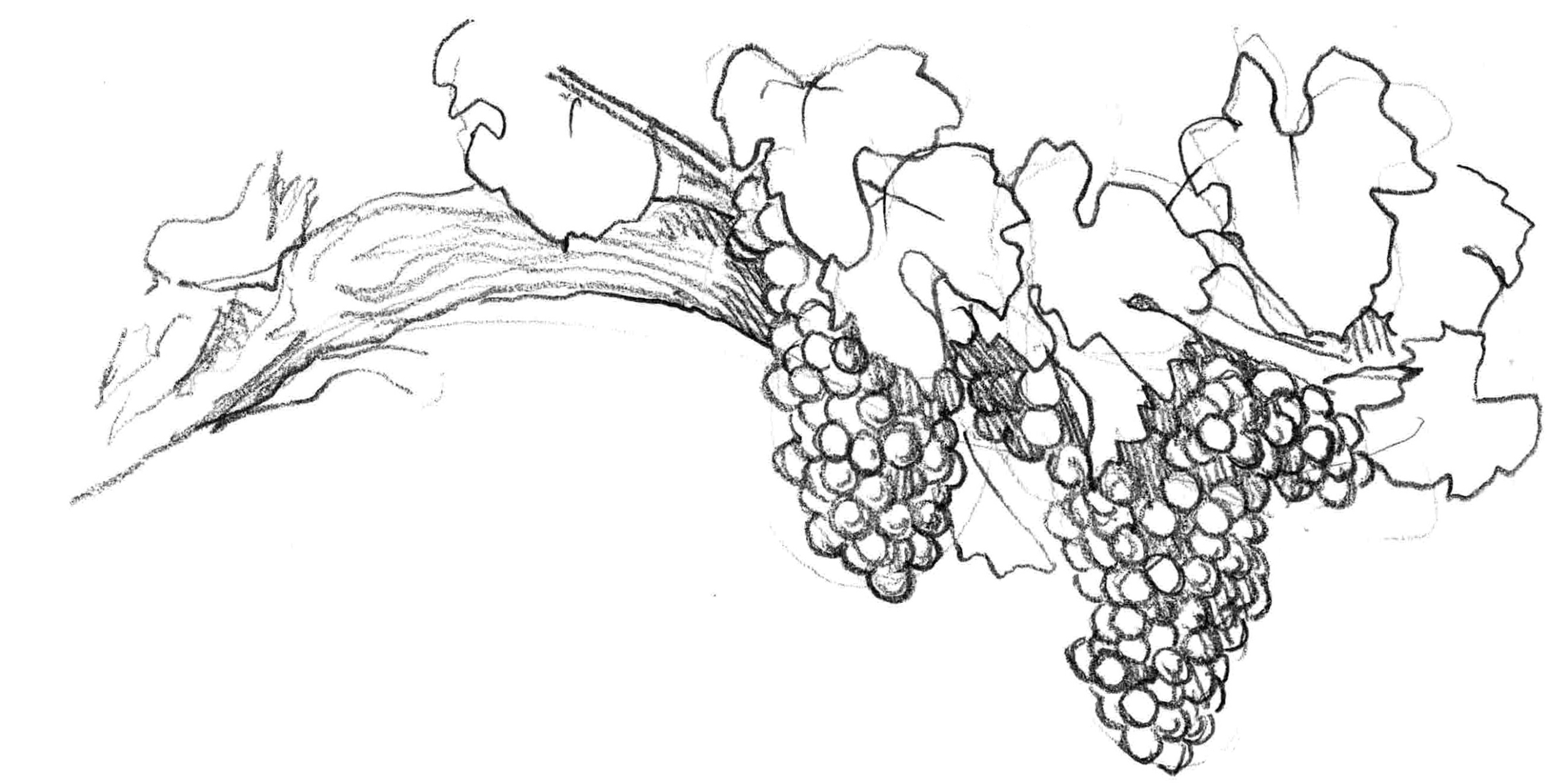 Vinolis vous propose d'analyser votre vignoble pour vous proposer une stratégie adaptée à votre domaine viticole