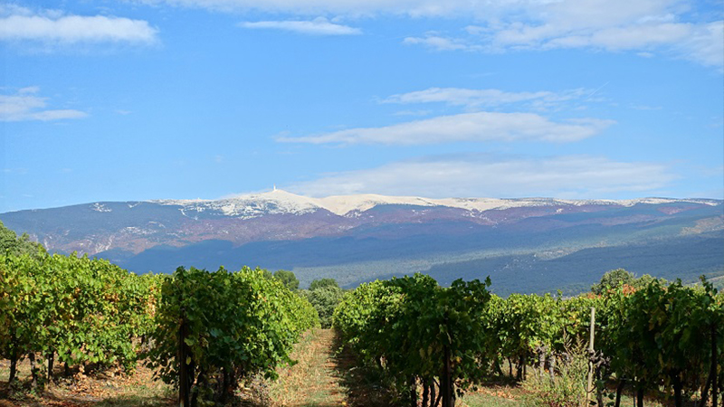 Vinolis château de Bona Dona