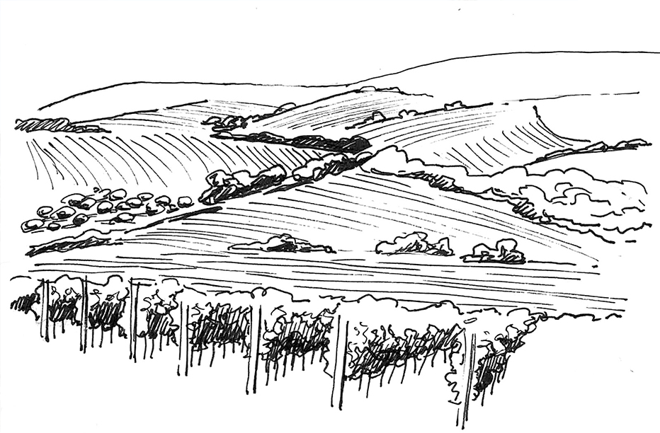 réalisation d'étude de vignobles en cours. Vigne dessin Coralie Parmentier