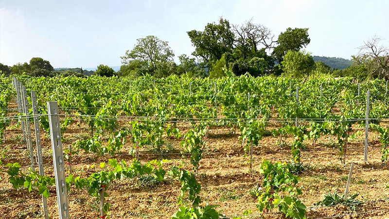 Vinolis Domaine de Gibas Lourmarin