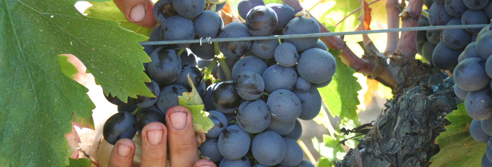 Vinolis grappes de raisin