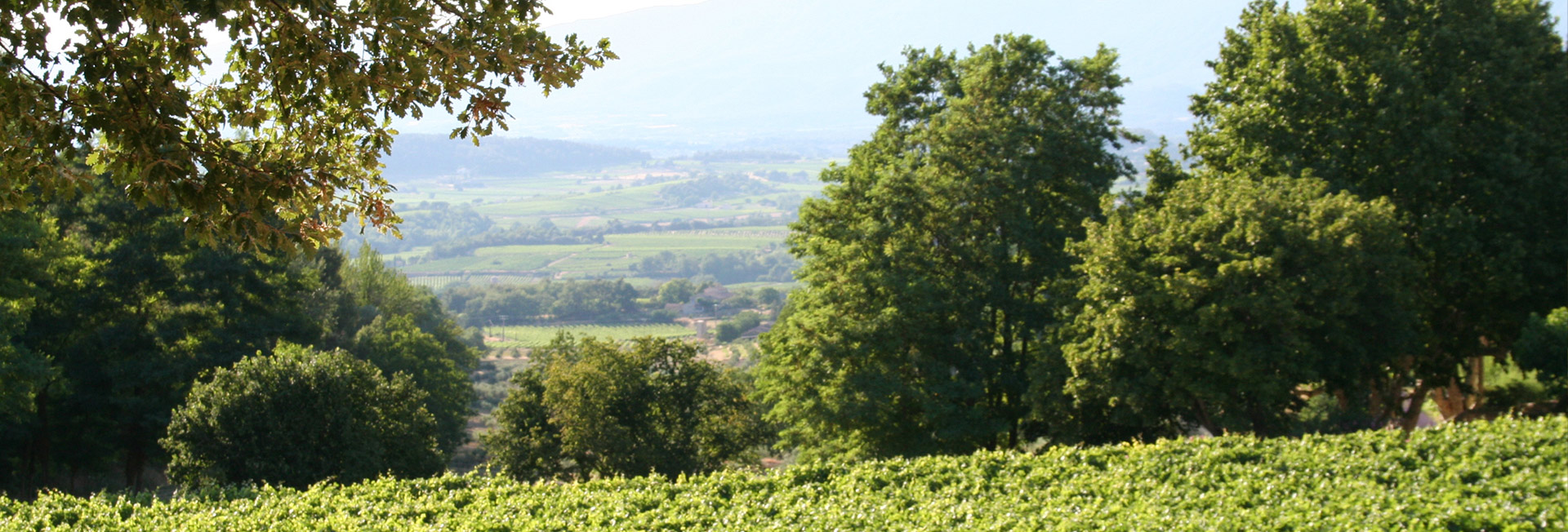 vinolis audit formation vin et vignoble et domaine viticole